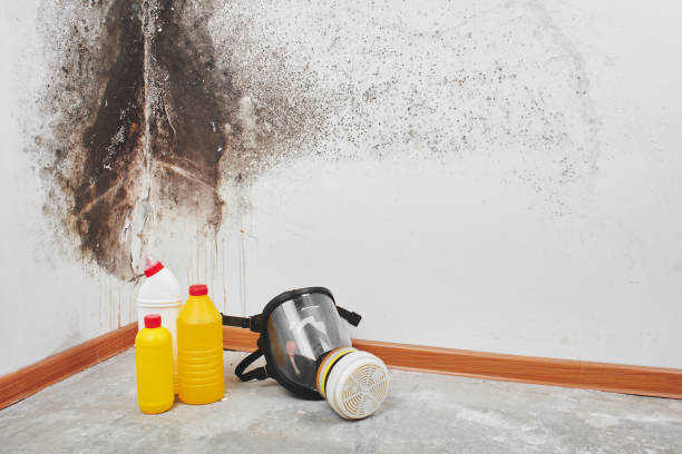 Best Commercial Mold Removal  in Tamaqua, PA