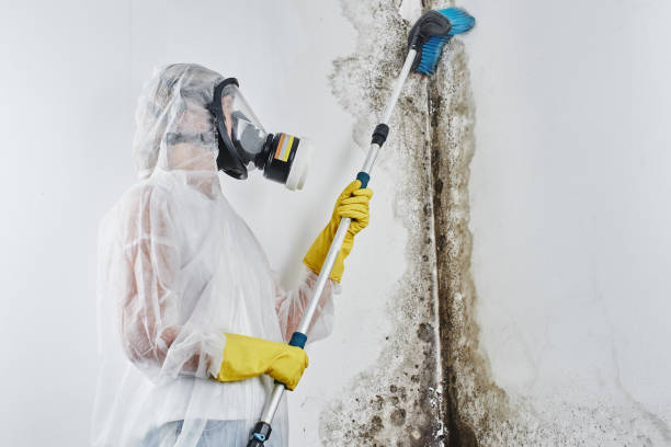 Best Office Mold Removal Services  in Tamaqua, PA