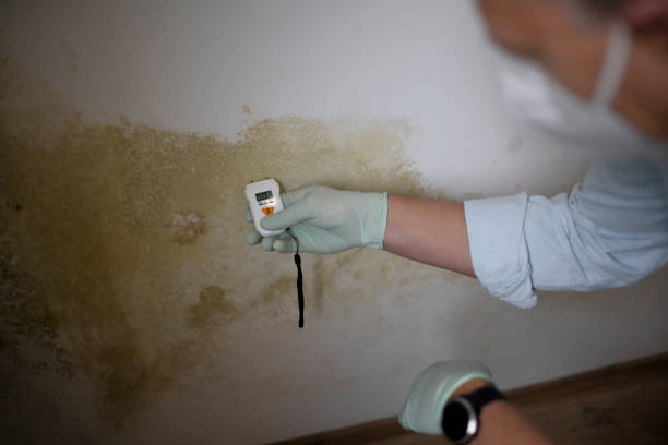 Best Mold Removal and Inspection  in Tamaqua, PA