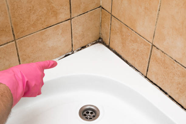 Reliable Tamaqua, PA Mold Removal Solutions